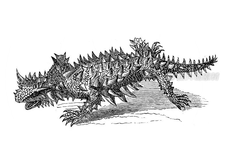 带刺的魔鬼，带刺的龙(Moloch horridus)